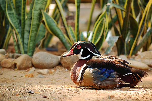포토 JPG 해외이미지 동물 아시아 호수 모래 조류 오리 동물원 종류 앉기 사람없음 목재 초록색 물 강 갈색 쌓기 검은색 연못 깃털 위치 왕국 해외202008 해외포토 자연요소 나무 나라 컬러 재료 모션 파일형식