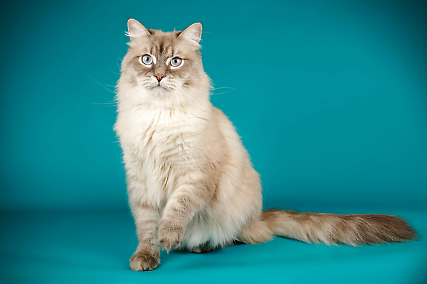 포토 JPG 해외이미지 한마리 사람없음 파란색 반려동물 고양이 해외202008 네바마스커레이드 해외포토 동물 1 컬러 포유류 파일형식