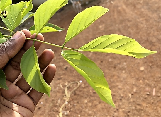 포토 JPG 해외이미지 나무 식물 손 지구 잎 농업 자연 새로움 관리 사람없음 초록색 새싹 환경 맑음 흙 봄 성장 신선 잡기 원예 내추럴 고립 돌봄 모종 해외202008 해외포토 계절 산업 컬러 컨셉 모션 날씨 취미 신체부위 생태계 파일형식