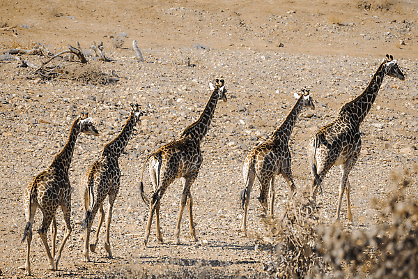 포토 JPG 해외이미지 동물 야생동물 포유류 아프리카 자연 국립공원 사람없음 뒷모습 가로 관광지 걷기 그룹 황무지 보호 기린 사파리 남아프리카 보츠와나 보호구역 웅장함 해외202008 해외포토 멸종위기종 공원 나라 뷰포인트 여행 컨셉 모션 생태계 구역 파일형식