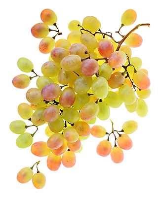 포토 JPG 해외이미지 열매 길 음식 과일 포도 사람없음 초록색 나뭇가지 신선 그룹 달콤 정상 작음 다발 흰배경 날것 포도나무 고립 해외202008 해외포토 나무 식물 컬러 백그라운드 흰색 맛 크기 과일나무 파일형식