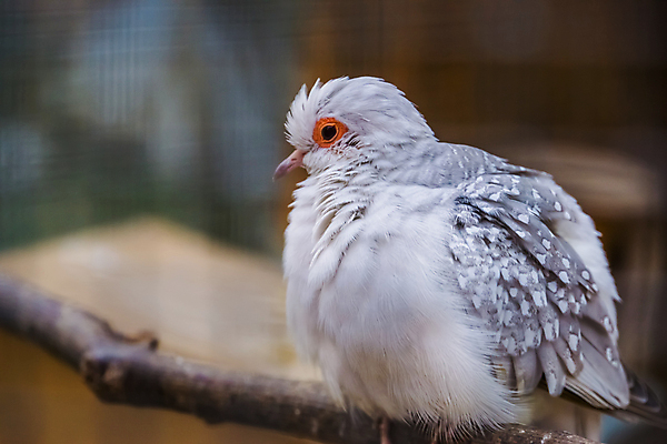 포토 JPG 해외이미지 동물 계절 얼굴 야생동물 조류 건조 종류 사람없음 빨간색 반려동물 머리 회색 흰색 변화 호주 작음 비둘기 다이아몬드 보유 이국적 해외202008 해외포토 컬러 컨셉 신체부위 오세아니아 크기 보석 파일형식