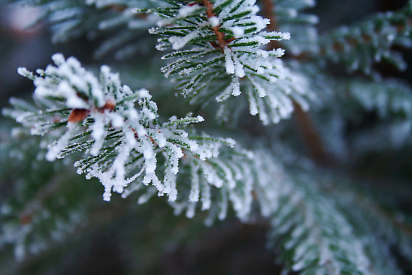 포토 JPG 해외이미지 나무 식물 계절 백그라운드 크리스마스 겨울 자연 하늘 날씨 휴가 새로움 풍경 사람없음 야외 목재 초록색 냉동 얼음 추위 흰색 나뭇가지 바늘 눈송이 닫기 숲 12월 크리스탈 연도 묘사 서리 장면 상록수 침엽수 전나무 1월 내추럴 2월 눈내림 가문비나무 해외202008 해외포토 자연요소 기념일 컬러 컨셉 재료 모션 눈_날씨 도구 날짜 광석 생태계 파일형식