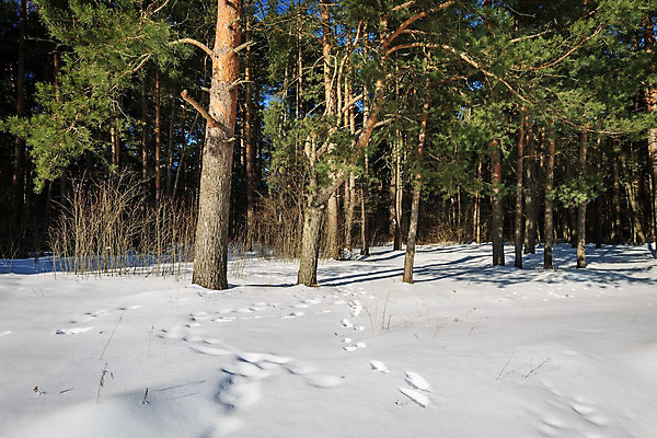 포토 JPG 해외이미지 나무 계절 길 여행 백그라운드 잎 크리스마스 겨울 패턴 자연 하늘 휴가 파노라마 풍경 사람없음 야외 파란색 빛 햇빛 태양 냉동 얼음 봄 추위 덮개 가을 흰색 신선 소나무 떨어짐 숲 12월 11월 서리 장면 1월 내추럴 2월 선로 해외202008 해외포토 자연요소 식물 기념일 컬러 컨셉 무늬 촬영기법 뚜껑 날짜 생태계 파일형식