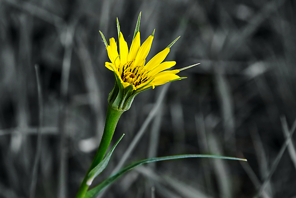 포토 JPG 해외이미지 식물 계절 꽃잎 꽃 백그라운드 잎 꽃무늬 자연 추상 흑백 사랑 풍경 사람없음 장식 초록색 여름 컬러풀 노란색 머리 검은색 봄 낭만 수확 벚꽃 흰색 개화 닫기 묘사 만족 싱글 꽃가루 내추럴 고립 정물화 해외202008 해외포토 감정 컬러 컨셉 무늬 농업 모션 촬영기법 신체부위 가루 그림 생태계 파일형식