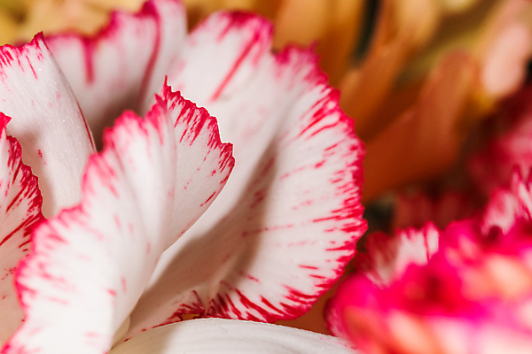 포토 JPG 해외이미지 꽃잎 꽃 분홍색 꽃다발 결혼 백그라운드 잎 꽃무늬 자연 휴가 선물 사람없음 장식 빨간색 초록색 여름 컬러풀 장미 노란색 봄 벚꽃 흰색 개화 카네이션 내추럴 해외202008 해외포토 식물 계절 컬러 무늬 이벤트 생태계 파일형식