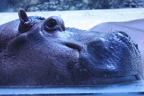 포토 JPG 해외이미지 동물 캐릭터 공원 행복 호수 얼굴 야생동물 어린이 백그라운드 포유류 아프리카 자연 초식동물 동물원 미소 사람없음 가로 물 강 머리 아기 연못 잠 입 황무지 치아 보호 위험 큼 만화 사파리 동쪽 남쪽 송곳니 내추럴 동물상 보츠와나 해외202008 해외포토 자연요소 공공시설 감정 나라 컨셉 표정 사람 신체부위 조형물 소화기관 크기 방향 생태계 파일형식