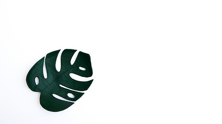 포토 JPG 해외이미지 나무 식물 디자인 백그라운드 잎 꽃무늬 패턴 곡선 자연 표면 바람 숙이기 손바닥 사람없음 야외 장식 초록색 여름 환경 정원 봄 줄무늬 성장 흰색 나뭇가지 신선 숲 싱글 유기농 질감 하와이 내추럴 고립 이국적 해외202008 해외포토 자연요소 손 웰빙 계절 꽃 선 컬러 포즈 무늬 날씨 미국 생태계 파일형식