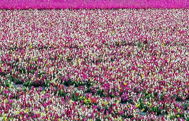 포토 JPG 해외이미지 식물 계절 꽃 유럽 여행 백그라운드 밭 농업 자연 풍경 초원 사람없음 야외 초록색 여름 컬러풀 농장 농경지 활발 벚꽃 시골 침대 개화 성자 네덜란드 원예 장면 강렬 해외202008 해외포토 나라 산업 종교 컬러 가구 컨셉 취미 생태계 파일형식