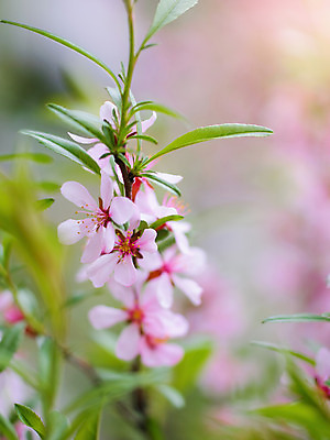포토 JPG 해외이미지 나무 식물 계절 꽃잎 꽃 분홍색 자연 사람없음 야외 보라색 봄 벚꽃 나뭇가지 5월 관목 아몬드 내추럴 해외202008 해외포토 컬러 견과류 날짜 생태계 파일형식
