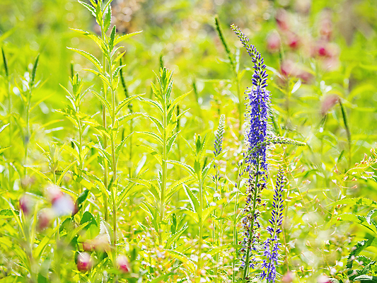 포토 JPG 해외이미지 백그라운드 자연 사람없음 보라색 봄 풀잎 화려 세이지꽃 해외202008 해외포토 계절 꽃 컬러 컨셉 잎 풀_식물 생태계 파일형식