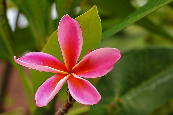 포토 JPG 해외이미지 나무 식물 꽃잎 꽃 분홍색 꽃다발 백그라운드 잎 꽃무늬 자연 휴식 사람없음 장식 빨간색 초록색 컬러풀 노란색 정원 스파 봄 낭만 벚꽃 흰색 신선 개화 다발 심볼 향수 향기 발리 내추럴 이국적 하와이인 해외202008 해외포토 외국인 계절 컬러 섬 컨셉 무늬 화장품 생태계 냄새 인도네시아 파일형식