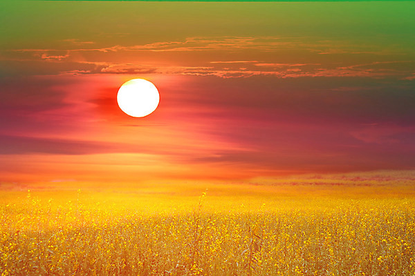 포토 JPG 해외이미지 나무 식물 구름 계절 꽃 백그라운드 잎 꽃무늬 밭 농업 태국 자연 하늘 산 따뜻함 풍경 초원 사람없음 야외 초록색 여름 빛 컬러풀 햇빛 태양 농장 노란색 우주 일출 환경 정원 맑음 일몰 봄 벚꽃 시골 신선 언덕 장면 내추럴 해외202008 해외포토 자연요소 산업 아시아 컬러 무늬 날씨 노을 생태계 파일형식