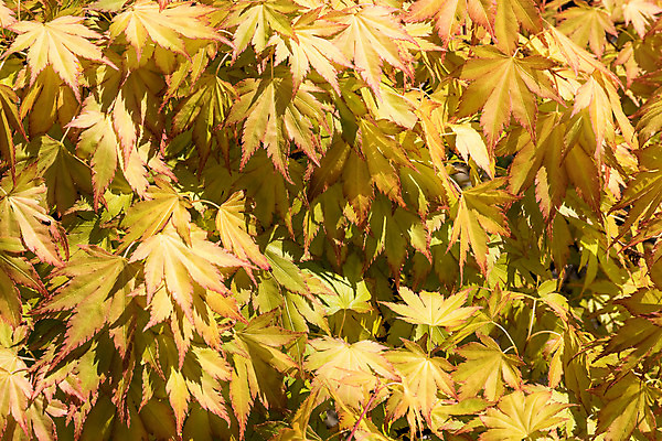 포토 JPG 해외이미지 나무 식물 계절 공원 백그라운드 단풍 잎 오렌지 자연 사람없음 빨간색 노란색 정원 봄 가을 나뭇가지 숲 내추럴 해외202008 해외포토 공공시설 컬러 과일 생태계 파일형식