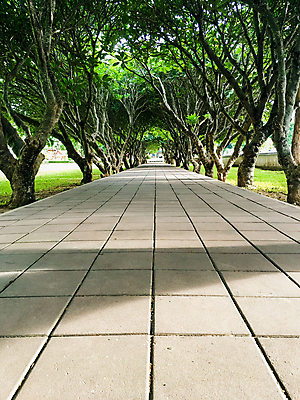 포토 JPG 해외이미지 나무 디자인 계절 공원 꽃 아시아 도로 여행 백그라운드 잎 태국 자연 풍경 사람없음 야외 목재 초록색 여름 빛 환경 정원 봄 산책 나뭇가지 터널 숲 오솔길 비밀 즐거움 박물관 자연백그라운드 내추럴 방법 옛날 완벽 전국 환상 해외202008 해외포토 식물 공공시설 감정 나라 길 컬러 컨셉 재료 교통시설 휴식 생태계 파일형식