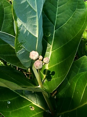 포토 JPG 해외이미지 나무 식물 공원 꽃 백그라운드 잎 꽃무늬 자연 왕관 사람없음 야외 초록색 파란색 햇빛 약 환경 정원 보라색 봄 성장 벚꽃 흰색 나뭇가지 신선 개화 큼 인도인 거인 제비 내추럴 해외202008 해외포토 외국인 계절 공공시설 컬러 무늬 의학 조류 동양인 태양 크기 생태계 파일형식