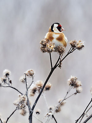 포토 JPG 해외이미지 동물 계절 유럽 얼굴 야생동물 백그라운드 겨울 날개 자연 조류 사람없음 야외 옆모습 가로 빨간색 컬러풀 노란색 머리 귀여움 흰색 나뭇가지 황금 작음 깃털 만족 부리 고립 수유 흥미 해외202008 해외포토 나무 감정 나라 뷰포인트 컬러 컨셉 신체부위 크기 생태계 파일형식