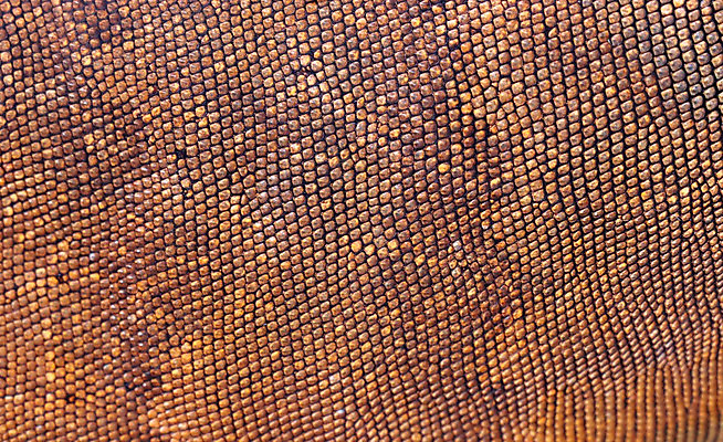 포토 JPG 해외이미지 동물 학생 응시 야생동물 백그라운드 오렌지 파충류 자연 생물 창조 사람없음 빨간색 초록색 파란색 노란색 머리 용 닫기 호주 눈동자 피부 묘사 시력 도마뱀 비전 암초 붓꽃 선사시대 최초 기어가기 엘리먼트 특별함 해외202008 해외포토 시선 꽃 컬러 컨셉 과일 모션 신체부위 눈_신체부위 역사 오세아니아 생태계 파일형식