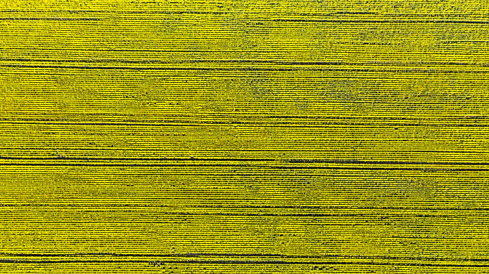 포토 JPG 해외이미지 식물 계절 꽃 산업 백그라운드 패턴 밭 농업 자연 하늘 안테나 풍경 초원 사람없음 야외 초록색 여름 농작물 농장 농경지 노란색 맑음 봄 수확 성장 벚꽃 시골 개화 황금 연료 내추럴 드론 밭일 조감도 카놀라 해외202008 해외포토 컬러 무늬 통신 날씨 생태계 파일형식