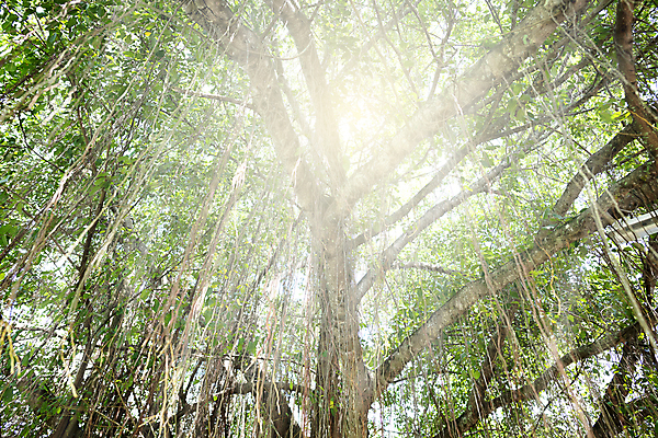 포토 JPG 해외이미지 나무 식물 유럽 선 백그라운드 패턴 밭 자연 추상 건강 풍경 초원 사람없음 야외 목재 초록색 정원 맑음 봄 나뭇가지 시골 신선 닫기 숲 작음 묘사 생물학 향기 냄새 포도나무 북쪽 내추럴 라트비아 취급주의 해외202008 해외포토 계절 교육 나라 컬러 무늬 농업 재료 모션 날씨 북유럽 경고 크기 과일나무 방향 생태계 파일형식