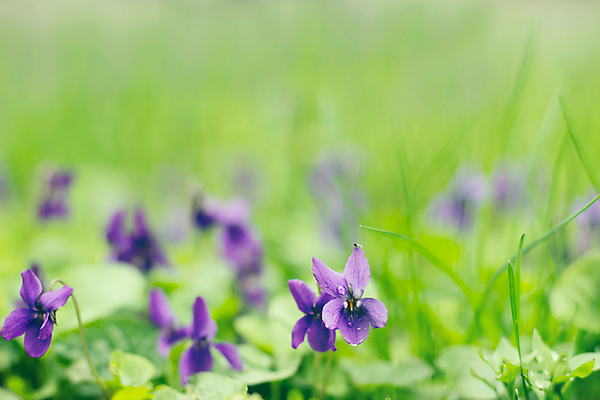 포토 JPG 해외이미지 식물 계절 꽃잎 꽃 꽃다발 백그라운드 잎 꽃무늬 자연 추상 사람없음 초록색 여름 파란색 정원 보라색 봄 들꽃 벚꽃 신선 개화 닫기 다발 제비꽃 부드러움 라일락 고립 비올라 해외202008 해외포토 컬러 무늬 모션 감각 생태계 파일형식 찰현악기