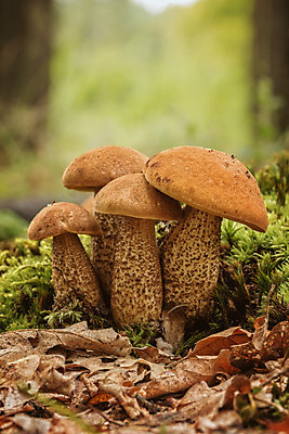 포토 JPG 해외이미지 식물 모자 계절 음식 줄기 다이어트 채소 오렌지 재료 자연 건강 이끼 요리 사람없음 야외 빨간색 초록색 여름 갈색 환경 버섯 가을 나뭇가지 숲 먹기 유기농 날것 헝가리 곰팡이 그물버섯 식용 채식주의자 맛있는 해외202008 해외포토 나무 웰빙 잡화 컬러 과일 모션 생태계 채식 동유럽 파일형식