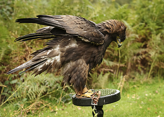 포토 JPG 해외이미지 동물 1 야생동물 날개 자연 조류 하늘 사람없음 갈색 노란색 머리 흰색 황금 닫기 보호 큼 먹이 심볼 깃털 사냥 부리 독수리 육식동물 사냥꾼 멸종 고립 웅장함 해외202008 해외포토 직업 컬러 컨셉 모션 신체부위 크기 생태계 파일형식