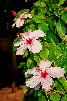 포토 JPG 해외이미지 식물 꽃 유럽 여행 잎 꽃무늬 자연 휴가 사람없음 야외 정원 이탈리아 성장 지중해 타운 옛날 해외202008 해외포토 나라 바다 무늬 도시 생태계 파일형식