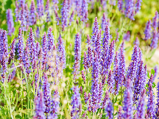 포토 JPG 해외이미지 백그라운드 자연 사람없음 보라색 봄 풀잎 화려 세이지꽃 해외202008 해외포토 계절 꽃 컬러 컨셉 잎 풀_식물 생태계 파일형식