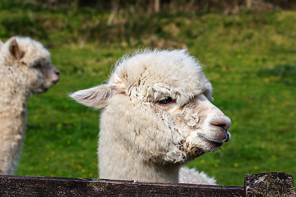 포토 JPG 해외이미지 동물 응시 유럽 얼굴 야생동물 농업 포유류 자연 산 털 사람없음 야외 반려동물 농장 머리 가축 흰색 시골 닫기 솜털 양모 알파카 이국적 페루 해외202008 우호적 해외포토 시선 나라 산업 컬러 컨셉 모션 신체부위 직물 남아메리카 생태계 파일형식