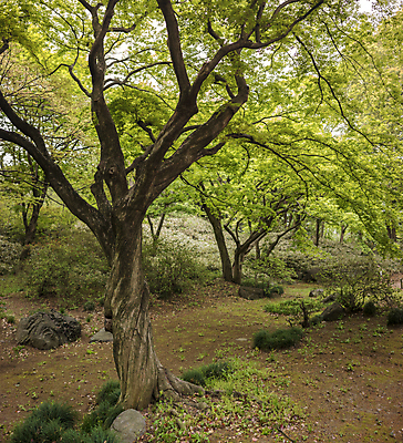 포토 JPG 해외이미지 나무 식물 구름 계절 공원 꽃잎 꽃 선 백그라운드 단풍 잎 자연 하늘 이끼 사람없음 야외 빨간색 파란색 컬러풀 정원 일본 봄 흰색 나뭇가지 신선 화려 도쿄 붓꽃 내추럴 창백 방법 해외202008 해외포토 자연요소 공공시설 아시아 컬러 컨셉 생태계 파일형식