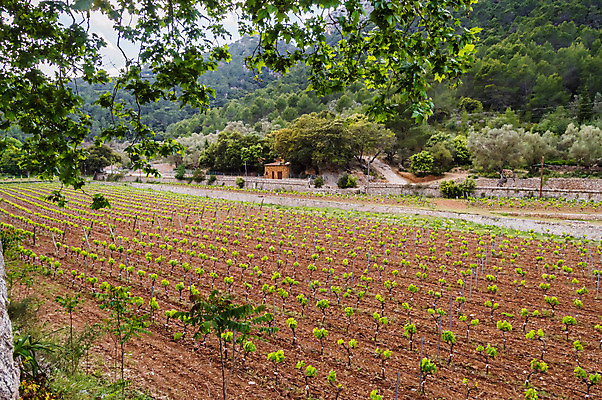 포토 JPG 해외이미지 식물 구름 백그라운드 잎 밭 농업 자연 하늘 포도 산 풍경 사람없음 초록색 파란색 농작물 농장 농경지 평화 와인 수확 시골 스페인 밀 언덕 그림 포도밭 지역 남쪽 밭일 숙성 양조장 절정 수평선 세련 해외202008 해외포토 자연요소 유럽 산업 컬러 컨셉 과일 곡류 주류 방향 생태계 파일형식