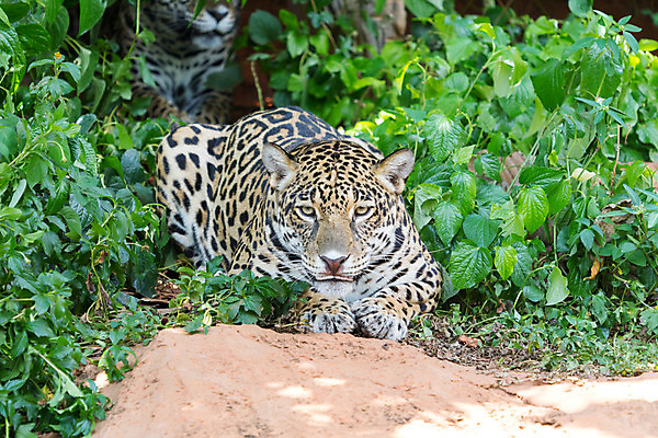 포토 JPG 해외이미지 동물 야생동물 포유류 아프리카 자연 근육 털 동물원 사람없음 노란색 고양이 점 먹이 속도 사냥 표범 송곳니 힘찬 해외202008 해외포토 나라 컬러 컨셉 반려동물 치아 생태계 파일형식