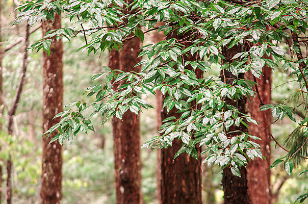 포토 JPG 해외이미지 나무 식물 계절 공원 도로 여행 백그라운드 자연 산 바닥 국립공원 풍경 사람없음 야외 목재 초록색 물 빛 환경 정원 계곡 젖음 추위 성장 가을 나뭇가지 신선 소나무 떨어짐 숲 서리 장면 내추럴 떠남 방법 해외202008 해외포토 자연요소 공공시설 길 컬러 컨셉 재료 교통시설 모션 생태계 파일형식
