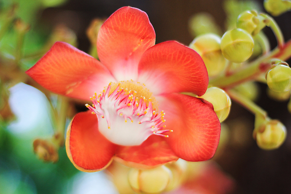 포토 JPG 해외이미지 나무 식물 계절 공원 꽃잎 꽃 분홍색 백그라운드 잎 꽃무늬 불교 오렌지 공 태국 자연 벽지 사람없음 빨간색 초록색 컬러풀 노란색 정원 봄 벚꽃 신선 개화 닫기 오브젝트 상록수 대포 남쪽 내추럴 이국적 해외202008 해외포토 공공시설 아시아 종교 무기 컬러 무늬 과일 모션 방향 생태계 파일형식