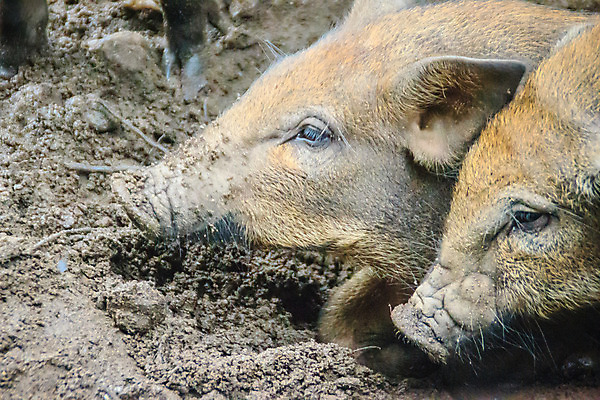 포토 JPG 해외이미지 응시 여자 얼굴 야생동물 밭 포유류 자연 털 사람없음 야외 농장 갈색 머리 회색 돼지 거친 숲 위험 배고픔 사냥 귀 먼지 진흙 갈기 조심 주둥이 서식지 해외202008 무례 해외포토 동물 시선 컬러 컨셉 농업 사람 신체부위 생태계 파일형식