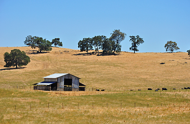 포토 JPG 해외이미지 나무 밭 자연 하늘 풍경 초원 사람없음 야외 울타리 농장 맑음 목장 소 캘리포니아 장면 헛간 외양간 밭일 해외202008 해외포토 식물 농업 포유류 날씨 담장 미국 생태계 저장고 파일형식