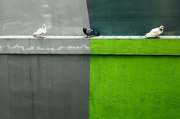 포토 JPG 해외이미지 동물 디자인 벽 백그라운드 패턴 건축양식 조류 휴식 사람없음 건물 초록색 흰색 도시 질감 비둘기 시멘트 옛날 콘크리트 해외202008 해외포토 건축물 건축 컬러 컨셉 무늬 파일형식