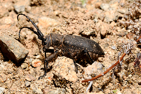 포토 JPG 해외이미지 동물 나비 곤충 절지류 자연 사람없음 숲 딱정벌레 해외202008 해외포토 생태계 파일형식