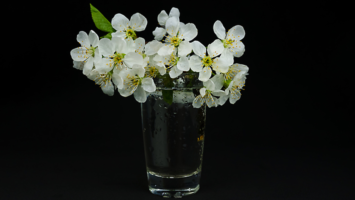 포토 JPG 해외이미지 식물 열매 꽃 행복 커피 음료 음식 분홍색 결혼 백그라운드 꽃무늬 과일 자연 탁자 아침 휴가 디저트 친절 함께함 건강 사탕 사랑 사람없음 장식 컵 물 세트 장미 노란색 정원 일본 보라색 검은색 거품 기쁨 흰색 아기 신생아 뜨거움 생일 달콤 맛 아침식사 크림 만들기 부드러움 그라인더 꿀 에스프레소 단절 해외202008 해외포토 주간 자연요소 식기 기념일 감정 아시아 컬러 가구 컨셉 무늬 모션 사람 이벤트 식사 감각 생태계 커피용품 파일형식