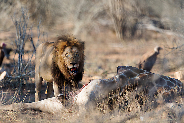 포토 JPG 해외이미지 동물 응시 남자 야생동물 포유류 아프리카 자연 아침 털 사람없음 야외 빛 환경 고양이 사막 황무지 보호 위험 사자 큼 사파리 육식동물 갈기 사냥꾼 사자자리 남쪽 내추럴 동물상 힘찬 해외202008 해외포토 주간 직업 시선 나라 컨셉 사람 반려동물 조형물 별자리 크기 방향 생태계 파일형식