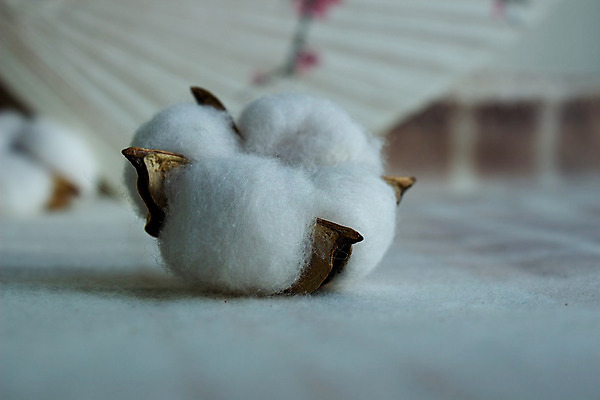 포토 JPG 해외이미지 탁자 사람없음 면 유기농 부드러움 목화꽃 목화솜 카피스페이스 해외202008 해외포토 웰빙 꽃 가구 공백 감각 솜 파일형식