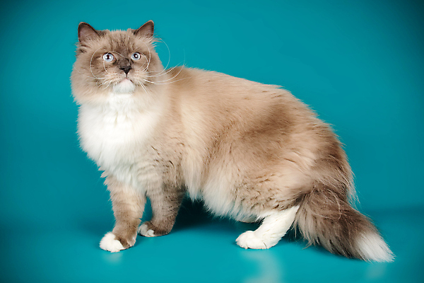 포토 JPG 해외이미지 한마리 사람없음 파란색 반려동물 고양이 해외202008 네바마스커레이드 해외포토 동물 1 컬러 포유류 파일형식