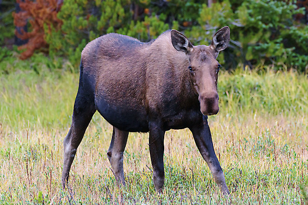 포토 JPG 해외이미지 동물 호수 야생동물 포유류 자연 산 털 종류 사람없음 초록색 물 갈색 어둠 코트 종 흰색 소나무 소 습지 군중 숲 위험 큼 시원함 속눈썹 버드나무 황소 코 귀 무거움 주둥이 콜로라도 벨벳 해외202008 해외포토 자연요소 나무 컬러 컨셉 사람 신체부위 미국 외투 무게 크기 실크 눈썹 생태계 파일형식