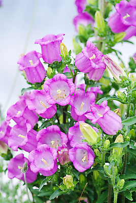 포토 JPG 해외이미지 꽃잎 꽃 사람없음 야외 정원 원예 캄파눌라 해외202008 해외포토 식물 취미 파일형식