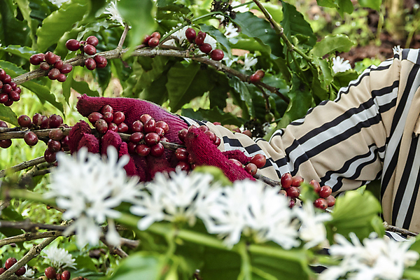 포토 JPG 해외이미지 나무 식물 열매 산업 아시아 커피 음료 음식 백그라운드 잎 농업 과일 자연 콩 사람없음 야외 가로 빨간색 초록색 농작물 농장 수확 성장 나뭇가지 신선 굽기 유기농 날것 따뜻한음료 밭일 생태학 숙성 아라비카 카페인 해외202008 해외포토 웰빙 교육 나라 컬러 곡류 구이 생태계 파일형식