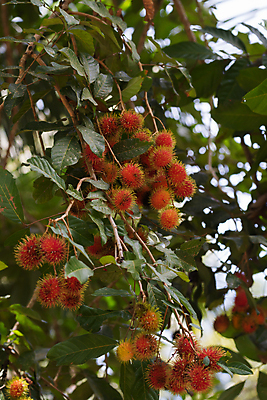 포토 JPG 해외이미지 나무 식물 계절 아시아 음식 백그라운드 잎 농업 과일 재료 태국 자연 디저트 건강 동양인 사람없음 빨간색 초록색 수확 신선 달콤 맛 과수원 먹기 상쾌 유기농 날것 비타민 내추럴 숙성 이국적 맛있는 해외202008 해외포토 웰빙 감정 나라 산업 컬러 컨셉 모션 인종 생태계 영양소 파일형식