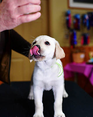 포토 JPG 해외이미지 가족 놀이 실험 사람없음 농장 개 리트리버 강아지 래브라도리트리버 혀 사냥개 언니 기르기 남동생 해외202008 해외포토 농업 포유류 관계 반려동물 입 자매 동생 돌봄 파일형식