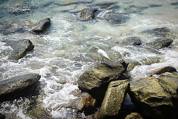 포토 JPG 해외이미지 동물 얼굴 야생동물 바다 여행 백그라운드 날개 자연 갈매기 조류 하늘 사람 풍경 사람없음 야외 물 여름 파란색 빛 평화 힘 운전 자유 흰색 그룹 우아함 떨어짐 심볼 순수 깃털 비둘기 태평양 내추럴 착륙 해외202008 해외포토 자연요소 계절 컬러 컨셉 모션 신체부위 생태계 파일형식