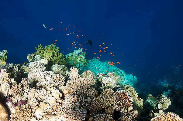 포토 JPG 해외이미지 야생동물 바다 섬 학교 자연 이집트 어류 풍경 사람없음 빨간색 물 파란색 빛 컬러풀 햇빛 정원 수중 활발 광선 바위 그룹 황무지 가장자리 산호 생태계 질감 암초 멀티 식민지 해외202008 해외포토 자연요소 동물 교육 컬러 컨셉 아프리카 태양 수중동물 돌_바위 둘레 자포동물 파일형식